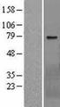 WBSCR17 Protein - Western validation with an anti-DDK antibody * L: Control HEK293 lysate R: Over-expression lysate