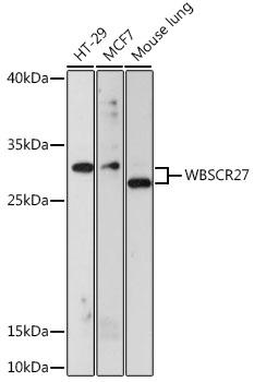 WBSCR27 Antibody - Western blot analysis of extracts of various cell lines using WBSCR27 Polyclonal Antibody at dilution of 1:1000.