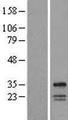 WBSCR28 Protein - Western validation with an anti-DDK antibody * L: Control HEK293 lysate R: Over-expression lysate