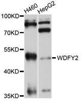 WDFY2 Antibody - Western blot analysis of extracts of various cell lines, using WDFY2 antibody at 1:1000 dilution. The secondary antibody used was an HRP Goat Anti-Rabbit IgG (H+L) at 1:10000 dilution. Lysates were loaded 25ug per lane and 3% nonfat dry milk in TBST was used for blocking. An ECL Kit was used for detection and the exposure time was 30s.