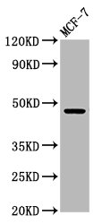 WDFY2 Antibody - Western Blot Positive WB detected in: MCF-7 whole cell lysate All Lanes: WDFY2 antibody at 5.6µg/ml Secondary Goat polyclonal to rabbit IgG at 1/50000 dilution Predicted band size: 46 KDa Observed band size: 46 KDa