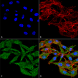 WDFY3 / ALFY Antibody - Immunocytochemistry/Immunofluorescence analysis using Rabbit Anti-WDFY3 Polyclonal Antibody. Tissue: Colon carcinoma cell line (RKO). Species: Human. Fixation: 4% Formaldehyde for 15 min at RT. Primary Antibody: Rabbit Anti-WDFY3 Polyclonal Antibody  at 1:100 for 60 min at RT. Secondary Antibody: Goat Anti-Rabbit ATTO 488 at 1:100 for 60 min at RT. Counterstain: Phalloidin Texas Red F-Actin stain; DAPI (blue) nuclear stain at 1:1000, 1:5000 for 60 min at RT, 5 min at RT. Localization: Cytoplasm, Nucleus, Membrane. Magnification: 60X. (A) DAPI nuclear stain. (B) Phalloidin Texas Red F-Actin stain. (C) WDFY3 Antibody. (D) Composite.