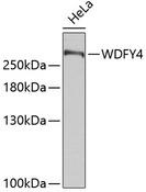 WDFY4 Antibody - Western blot analysis of extracts of HeLa cells using WDFY4 Polyclonal Antibody.