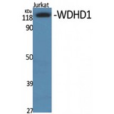 WDHD1 Antibody - Western blot of WDHD1 antibody