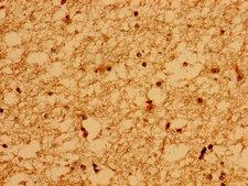 WDPCP / FRITZ Antibody - Immunohistochemistry image of paraffin-embedded human brain tissue at a dilution of 1:100