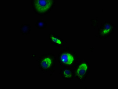 WDPCP / FRITZ Antibody - Immunofluorescence staining of MCF-7 cells with WDPCP Antibody at 1:166, counter-stained with DAPI. The cells were fixed in 4% formaldehyde, permeabilized using 0.2% Triton X-100 and blocked in 10% normal Goat Serum. The cells were then incubated with the antibody overnight at 4°C. The secondary antibody was Alexa Fluor 488-congugated AffiniPure Goat Anti-Rabbit IgG(H+L).