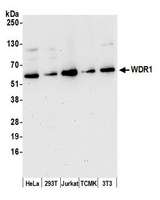 WDR1 Antibody - Detection of human and mouse WDR1 by western blot. Samples: Whole cell lysate (15 µg) from HeLa, HEK293T, Jurkat, mouse TCMK-1, and mouse NIH 3T3 cells prepared using NETN lysis buffer. Antibody: Affinity purified rabbit anti-WDR1 antibody used for WB at 0.1 µg/ml. Detection: Chemiluminescence with an exposure time of 30 seconds.