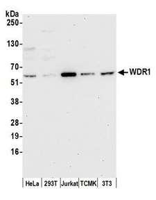 WDR1 Antibody - Detection of human and mouse WDR1 by western blot. Samples: Whole cell lysate (50 µg) from HeLa, HEK293T, Jurkat, mouse TCMK-1, and mouse NIH 3T3 cells. Antibody: Affinity purified rabbit anti-WDR1 antibody used for WB at 0.1 µg/ml. Detection: Chemiluminescence with an exposure time of 30 seconds.