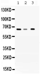 WDR1 Antibody - Western blot - Anti-WDR1 Picoband Antibody