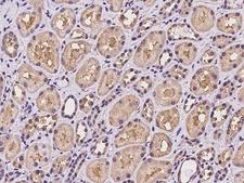 WDR1 Antibody - Immunochemical staining of human WDR1 in human kidney with rabbit polyclonal antibody at 1:100 dilution, formalin-fixed paraffin embedded sections.
