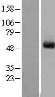 WDR1 Protein - Western validation with an anti-DDK antibody * L: Control HEK293 lysate R: Over-expression lysate
