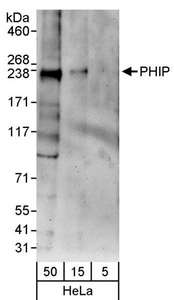 WDR11 / PHIP Antibody - Detection of Human PHIP by Western Blot. Samples: Whole cell lysate (5, 15 and 50 ug) from HeLa cells. Antibody: Affinity purified rabbit anti-PHIP antibody used for WB at 0.04 ug/ml. Detection: Chemiluminescence with an exposure time of 3 minutes.