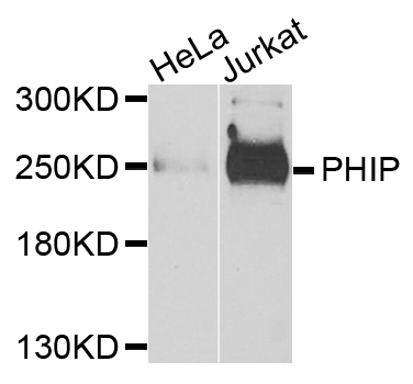 WDR11 / PHIP Antibody - Western blot analysis of extracts of various cells.