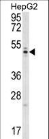 WDR12 Antibody - WDR12 Antibody western blot of HepG2 cell line lysates (35 ug/lane). The WDR12 antibody detected the WDR12 protein (arrow).
