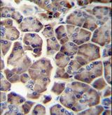 WDR12 Antibody - WDR12 Antibody immunohistochemistry of formalin-fixed and paraffin-embedded human pancreas tissue followed by peroxidase-conjugated secondary antibody and DAB staining.