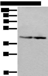 WDR18 Antibody - Western blot analysis of Jurkat and PC-3 cell lysates  using WDR18 Polyclonal Antibody at dilution of 1:400