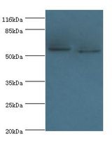WDR21A / DCAF4 Antibody - Western blot. All lanes: DCAF4 antibody at 2 ug/ml Lane 1:293T whole cell lysate. Lane 2: HeLa whole cell lysate. Secondary antibody: Goat polyclonal to rabbit at 1:10000 dilution. Predicted band size: 56 kDa. Observed band size: 56 kDa.  This image was taken for the unconjugated form of this product. Other forms have not been tested.