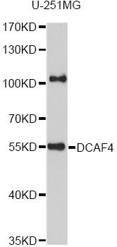 WDR21A / DCAF4 Antibody - Western blot analysis of extracts of U-251MG cells, using DCAF4 antibody at 1:1000 dilution. The secondary antibody used was an HRP Goat Anti-Rabbit IgG (H+L) at 1:10000 dilution. Lysates were loaded 25ug per lane and 3% nonfat dry milk in TBST was used for blocking. An ECL Kit was used for detection and the exposure time was 90s.