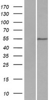 WDR21A / DCAF4 Protein - Western validation with an anti-DDK antibody * L: Control HEK293 lysate R: Over-expression lysate