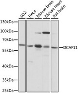 WDR23 / DCAF11 Antibody - Western blot analysis of extracts of various cell lines, using DCAF11 antibody at 1:1000 dilution. The secondary antibody used was an HRP Goat Anti-Rabbit IgG (H+L) at 1:10000 dilution. Lysates were loaded 25ug per lane and 3% nonfat dry milk in TBST was used for blocking. An ECL Kit was used for detection and the exposure time was 1s.