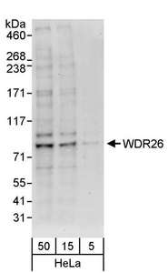WDR26 Antibody - Detection of Human WDR26 by Western Blot. Samples: Whole cell lysate (5, 15 and 50 ug) from HeLa cells. Antibodies: Affinity purified rabbit anti-WDR26 antibody used for WB at 0.4 ug/ml. Detection: Chemiluminescence with an exposure time of 30 seconds.