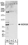 WDR26 Antibody - Detection of Human WDR26 by Western Blot. Samples: Whole cell lysate (5, 15 and 50 ug) from HeLa cells. Antibodies: Affinity purified rabbit anti-WDR26 antibody used for WB at 0.4 ug/ml. Detection: Chemiluminescence with an exposure time of 3 minutes.