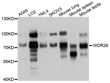 WDR26 Antibody - Western blot analysis of extracts of various cell lines, using WDR26 antibody at 1:1000 dilution. The secondary antibody used was an HRP Goat Anti-Rabbit IgG (H+L) at 1:10000 dilution. Lysates were loaded 25ug per lane and 3% nonfat dry milk in TBST was used for blocking. An ECL Kit was used for detection and the exposure time was 5s.