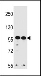 WDR3 Antibody - WDR3 Antibody western blot of HeLa,K562 cell line lysates (35 ug/lane). The WDR3 antibody detected the WDR3 protein (arrow).