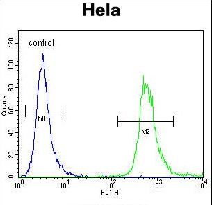 WDR3 Antibody - WDR3 Antibody flow cytometry of HeLa cells (right histogram) compared to a negative control cell (left histogram). FITC-conjugated goat-anti-rabbit secondary antibodies were used for the analysis.