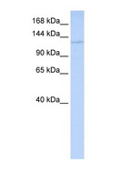 WDR3 Antibody - WDR3 antibody Western blot of HeLa Cell lysate. Antibody concentration 1 ug/ml. This image was taken for the unconjugated form of this product. Other forms have not been tested.