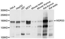 WDR33 Antibody - Western blot analysis of extracts of various cell lines.