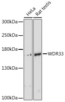 WDR33 Antibody - Western blot analysis of extracts of various cell lines, using WDR33 antibody at 1:3000 dilution. The secondary antibody used was an HRP Goat Anti-Rabbit IgG (H+L) at 1:10000 dilution. Lysates were loaded 25ug per lane and 3% nonfat dry milk in TBST was used for blocking. An ECL Kit was used for detection and the exposure time was 90s.