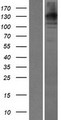 WDR35 Protein - Western validation with an anti-DDK antibody * L: Control HEK293 lysate R: Over-expression lysate