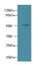 WDR37 Antibody - Western blot. All lanes: WDR37 antibody at 7 ug/ml+ HepG-2 whole cell lysate Goat polyclonal to rabbit at 1:10000 dilution. Predicted band size: 55 kDa. Observed band size: 55 kDa.