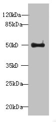 WDR37 Antibody - Western blot All lanes: WDR37 antibody at 7µg/ml + HepG2 whole cell lysate Secondary Goat polyclonal to rabbit IgG at 1/10000 dilution Predicted band size: 55, 30 kDa Observed band size: 55 kDa