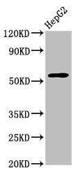 WDR37 Antibody - Positive Western Blot detected in HepG2 whole cell lysate. All lanes: Wdr37 antibody at 3.34 µg/ml Secondary Goat polyclonal to rabbit IgG at 1/50000 dilution. Predicted band size: 56 KDa. Observed band size: 56 KDa