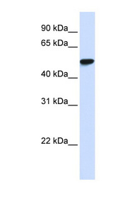 WDR4 Antibody - WDR4 antibody Western blot of Placenta lysate. This image was taken for the unconjugated form of this product. Other forms have not been tested.