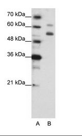 WDR4 Antibody - A: Marker, B: HepG2 Cell Lysate.  This image was taken for the unconjugated form of this product. Other forms have not been tested.