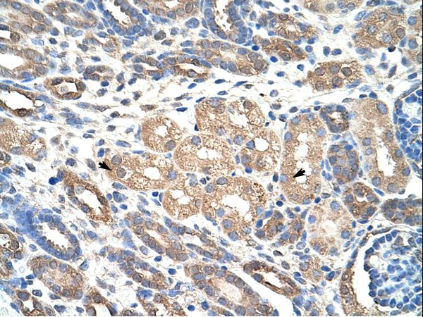 WDR4 Antibody - WDR4 antibody ARP41321_T100-NP_387510-WDR4 (WD repeat domain 4) Antibody was used in IHC to stain formalin-fixed, paraffin-embedded human kidney.  This image was taken for the unconjugated form of this product. Other forms have not been tested.