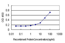 WDR4 Antibody - Detection limit for recombinant GST tagged WDR4 is approximately 1 ng/ml as a capture antibody.