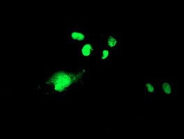 WDR4 Antibody - Anti-WDR4 mouse monoclonal antibody immunofluorescent staining of COS7 cells transiently transfected by pCMV6-ENTRY WDR4.