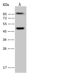 WDR4 Antibody - Anti-WDR4 rabbit polyclonal antibody at 1:500 dilution. Lane A: HeLa Whole Cell Lysate. Lysates/proteins at 30 ug per lane. Secondary: Goat Anti-Rabbit IgG (H+L)/HRP at 1/10000 dilution. Developed using the ECL technique. Performed under reducing conditions. Predicted band size: 45 kDa. Observed band size: 45 kDa.