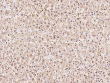 WDR4 Antibody - Immunochemical staining of human WDR4 in human liver with rabbit polyclonal antibody at 1:100 dilution, formalin-fixed paraffin embedded sections.