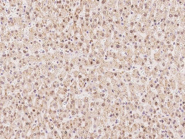 WDR4 Antibody - Immunochemical staining of human WDR4 in human liver with rabbit polyclonal antibody at 1:100 dilution, formalin-fixed paraffin embedded sections.
