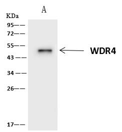 WDR4 Antibody - WDR4 was immunoprecipitated using: Lane A: 0.5 mg HeLa Whole Cell Lysate. 4 uL anti-WDR4 rabbit polyclonal antibody and 60 ug of Immunomagnetic beads Protein A/G. Primary antibody: Anti-WDR4 rabbit polyclonal antibody, at 1:100 dilution. Secondary antibody: Clean-Blot IP Detection Reagent (HRP) at 1:1000 dilution. Developed using the ECL technique. Performed under reducing conditions. Predicted band size: 45 kDa. Observed band size: 45 kDa.
