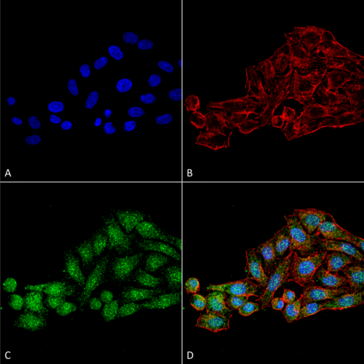 WDR45 Antibody - Immunocytochemistry/Immunofluorescence analysis using Rabbit Anti-WDR45 Polyclonal Antibody. Tissue: Cervical cancer cell line (HeLa). Species: Human. Fixation: 4% Formaldehyde for 15 min at RT. Primary Antibody: Rabbit Anti-WDR45 Polyclonal Antibody  at 1:100 for 60 min at RT. Secondary Antibody: Goat Anti-Rabbit ATTO 488 at 1:200 for 60 min at RT. Counterstain: Phalloidin Texas Red F-Actin stain; DAPI (blue) nuclear stain at 1:1000, 1:5000 for 60 min at RT, 5 min at RT. Localization: Cytoplasm. Magnification: 60X. (A) DAPI (blue) nuclear stain (B) Phalloidin Texas Red F-Actin stain (C) WDR45 Antibody (D) Composite.