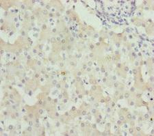 WDR45 Antibody - Immunohistochemistry of paraffin-embedded human liver tissue at dilution of 1:100