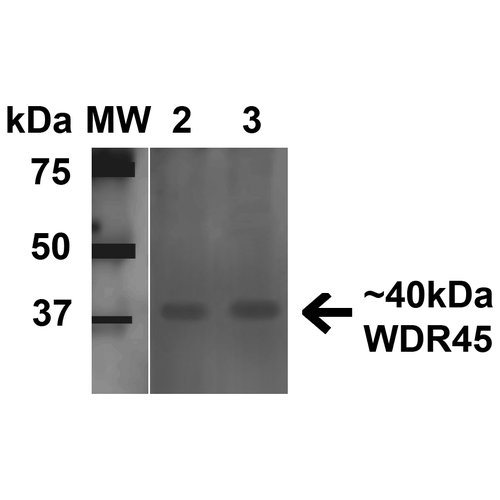 WDR45 Antibody - Western blot analysis of Human Embryonic kidney epithelial cell line (HEK293T) lysate showing detection of 40 kDa WDR45 protein using Rabbit Anti-WDR45 Polyclonal Antibody. Lane 1: Molecular Weight Ladder (MW). Lane 2: Human 293Trap cell lysates. Load: 15 µg. Block: 5% Skim Milk in 1X TBST. Primary Antibody: Rabbit Anti-WDR45 Polyclonal Antibody  at 1:1000 for 1 hour at RT. Secondary Antibody: Goat Anti-Rabbit HRP at 1:2000 for 60 min at RT. Color Development: ECL solution for 6 min in RT. Predicted/Observed Size: 40 kDa.
