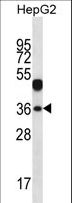 WDR45L Antibody - WDR45L Antibody western blot of HepG2 cell line lysates (35 ug/lane). The WDR45L antibody detected the WDR45L protein (arrow).