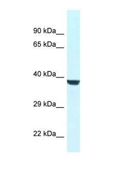 WDR45L Antibody - WDR45L antibody Western blot of Rat Liver lysate. Antibody concentration 1 ug/ml.  This image was taken for the unconjugated form of this product. Other forms have not been tested.